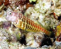 Salarias segmentatus