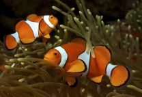 Amphiprion ocellaris S