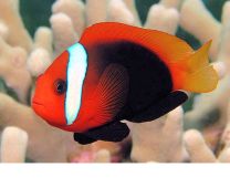 Amphiprion melanopus