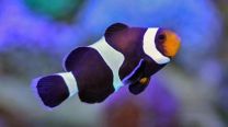 Amphiprion ocellaris - must
