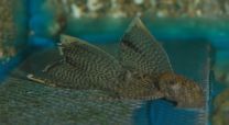 Ancistrus long fin L