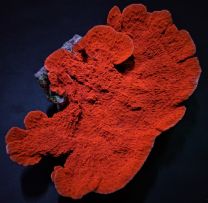 Montipora spp. Red/orange S