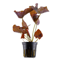 Nymphaea lotus "zenkeri"