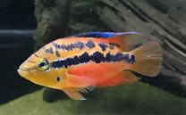 Cichlasoma salvini