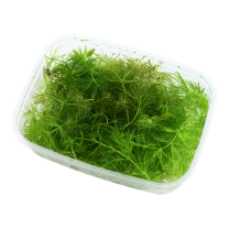 Ceratophyllum dem. "Foxtail"