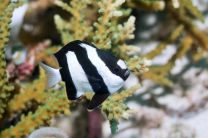 Dascyllus aruanus