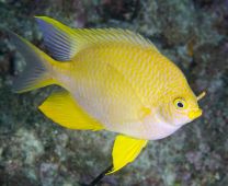 Amblyglyphidodon aureus