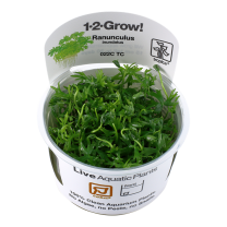 Ranunculus inundatus 1-2-GROW!