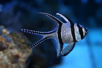 Pteroapogon kauderni