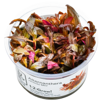 Alternanthera sp. Mini 1-2-GROW