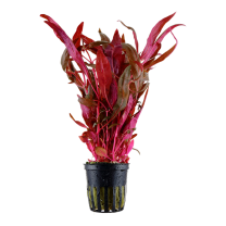 Alternanthera reineckii roseafolia