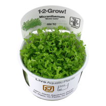Micranthemum 'Monte-Carlo' 1-2-GROW!