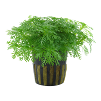 Hottonia palustris