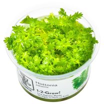 Hottonia palustris 1-2-GROW