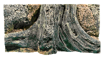 BackToNature Amazonas taust 80x40(h)cm