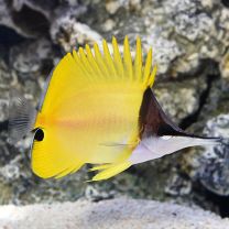 Forcipiger flavissimus