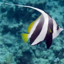 Heniochus diphreutes