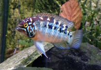 Ivanacara bimaculata