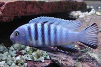 Cynotilapia afra white M