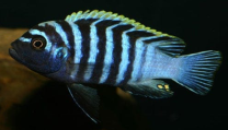 Cynotilapia afra L