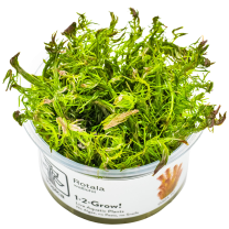 Rotala wallichii 1-2-Grow