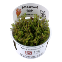 Rotala wallichii 1-2-Grow