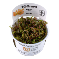 Rotala ‘H’ra’ 1-2-GROW