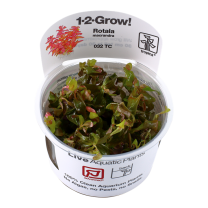 Rotala macrandra 'Japan' 1-2-GROW!