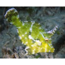 Acreicthys tomentosus