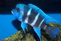 Cyphotilapia frontosa mpimbwe blue 4-5cm