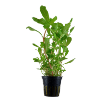 Ammannia crassicaulis pott