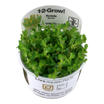 Ammania sp. 'bonsai' 1-2-GROW!
