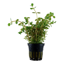 Rotala rotundifolia
