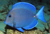 Acanthurus coeruleus