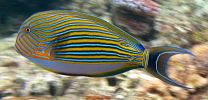 Acanthurus lineatus