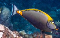 Naso elegans