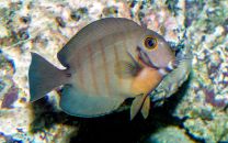 Acanthurus tristis