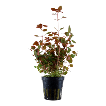 Ludwigia palustris