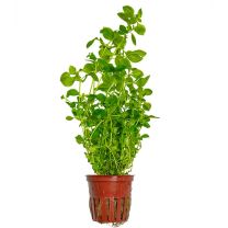 Ludwigia palustris green
