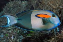 Acanthurus olivaceus