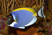 Acanthurus leucosternon S