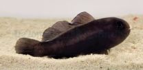 Gobiodon acicularis