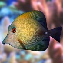 Zebrasoma scopas
