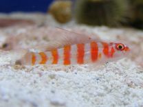 Trimma cana