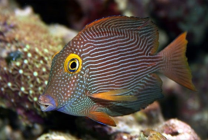 Ctenochaetus striatus