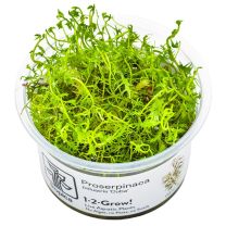 Proserpinaca palustris 'Cuba' 1-2-GROW