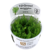 Myriophyllum ’Guyana’ 1-2-GROW