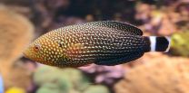 Anampses lineatus