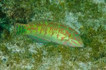 Halichoeres margaritaceus