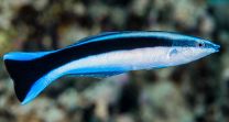 Labroides dimidiatus